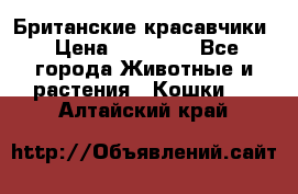 Британские красавчики › Цена ­ 35 000 - Все города Животные и растения » Кошки   . Алтайский край